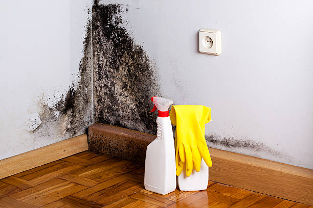 Best Industrial Mold Remediation  in Edgewater, FL